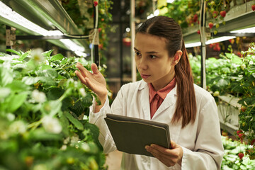 Young woman inspecting strawberry plants in greenhouse while holding digital tablet, examining...