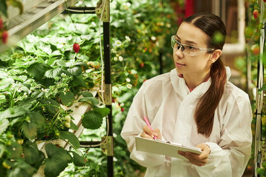 Young woman wearing protective glasses and lab coat inspecting strawberry plants in greenhouse while writing notes on clipboard, focusing on agricultural research process