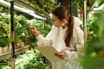 Young Asian woman inspecting strawberry plants in indoor vertical farm while holding clipboard and...