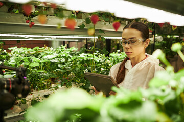 Young Caucasian woman, wearing protective glasses, inspecting strawberry plants and using digital...