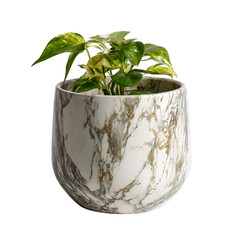 Potted plant in marble pot. Black background. Use Interior design element