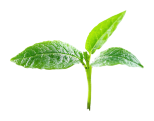 Growing green seedling in nature vibrant environment isolated on transparent background