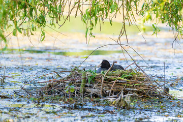Foulque macroule (Fulica atra) sur son nid flottant au milieu de l’eau, comportement de nidification