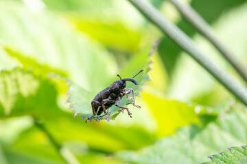 Notaris acridulus (coléoptère Brachyceridae) sur une feuille, macro entomologique en milieu naturel