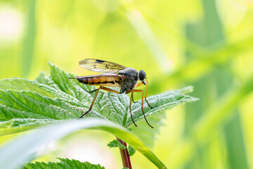 Rhagio scolopaceus (mouche saldogue) posée sur une feuille, macro naturaliste d’un diptère forestier