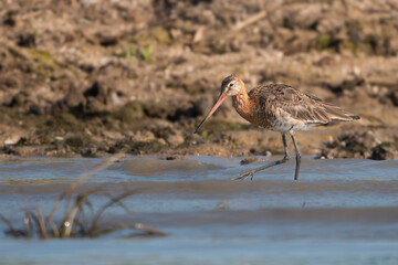 Black-tailed Godwit - Limosa limosa wading in shallow, calm water. Photo from Danube Delta in Romania. Near-threatened specie. Copy space on left side.