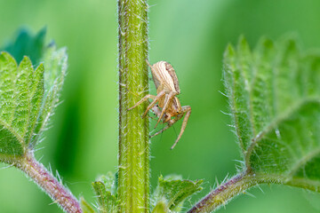 Xysticus ulmi (araignée crabe) capturant un puceron, scène de prédation macro naturaliste