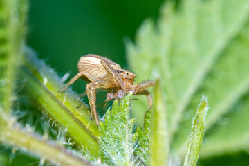 Xysticus ulmi (araignée crabe) capturant un puceron, scène de prédation macro naturaliste