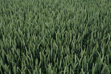 Green wheat field in the early stages of growth. Top view. Agriculture, agronomy, ecology, organic farming and environmental care.