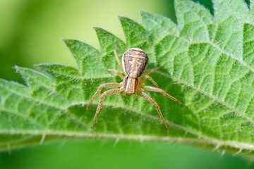 Xysticus ulmi (araignée crabe, Thomisidae) posée sur une feuille, macrophotographie naturaliste