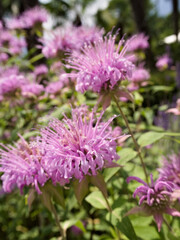 Close-up botanical view of a blooming Monarda fistulosa (wild bergamot), capturing the flower’s intricate structure in natural light.