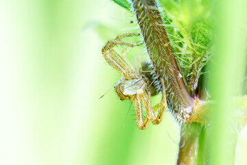 Xysticus ulmi (araignée crabe) capturant un puceron, scène de prédation macro naturaliste
