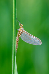 Cloeon simile (éphémère, Baetidae) posé sur un brin d’herbe, macro naturaliste d’un insecte aquatique adulte