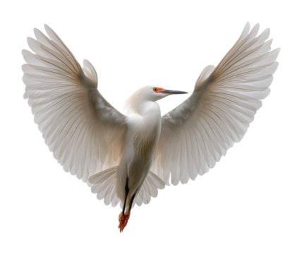 Majestic egret in flight wildlife sanctuary bird natural habitat aerial view serenity isolated on transparent background