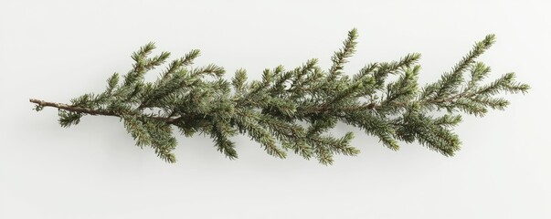 Fototapeta premium A horizontal sprig of evergreen foliage