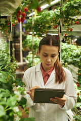 Young Caucasian woman wearing lab coat standing in greenhouse inspecting strawberry plants while...