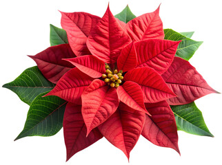 Poinsettia generative ai