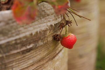 Fresh, red, ripe strawberries growing in the garden, ready to be harvested. Selective focus. Fresh...