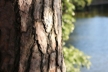 Tree trunk with textured bark against a lake. Pine bark close-up. Tree against a river or pond. Natural background. Coniferous tree near a river. Nature fragment. Summer day © Mariia