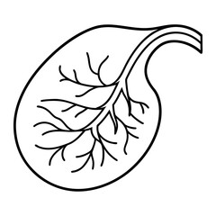 Leafy Placenta Growth Illustration Inside Womb with Veins and Fetal Development