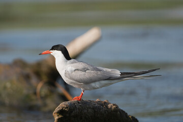 Common Tern - Sterna hirundo perched on driftwood. Photo from Danube Delta in Romania..