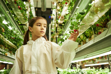 Asian girl wearing protective suit inspecting strawberry plants in indoor vertical farm, standing...