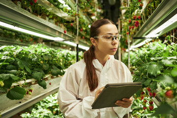 Young Asian woman wearing protective glasses inspecting strawberry plants in indoor vertical farm...