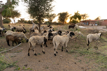 Healthy domestic goat in a rural field