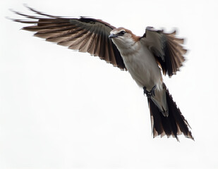Obraz premium flying bird close up shot with clean background