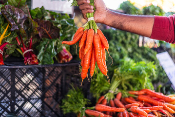 A person holding carrots bunch in hand while shopping at an outdoor farmer's market with background of other vegetables for sale