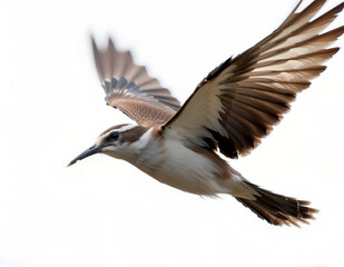 Obraz premium flying bird close up shot with clean background