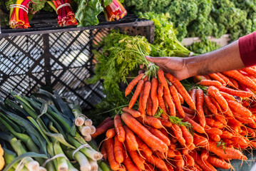 A person holding carrots bunch in hand while shopping at an outdoor farmer's market with background of other vegetables for sale