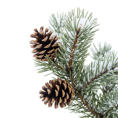 pine cones on white background