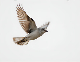 Obraz premium flying bird close up shot with clean background