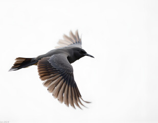 Fototapeta premium flying bird close up shot with clean background