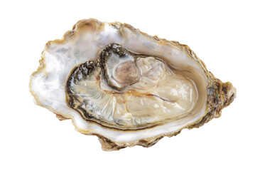 Oyster shell open, revealing its interior