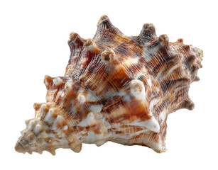 Obraz premium Exploring beautiful seashells coastal shore nature serene environment view isolated on transparent background