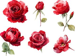 set of red roses vector illustration