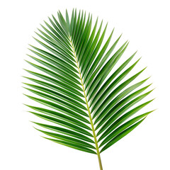 A single green palm leaf with a prominent central stem, isolated on transparent background