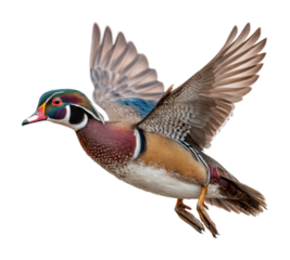 Flying wood duck in midair natural habitat wildlife dynamic angle isolated on transparent background
