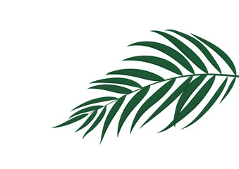 Beautiful Palm Tree Leaves Silhouette Background Vector