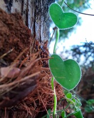 Heart-shaped Vine Leaves Climbing a Tree Trunk