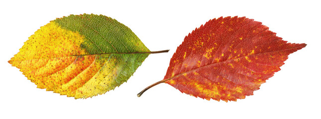 Two autumn leaves, one yellow-green, one red-orange