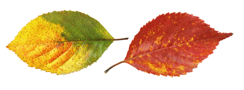 Two autumn leaves, one yellow-green, one red-orange
