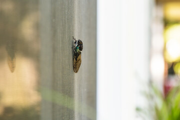 Cicada on Window in Summer