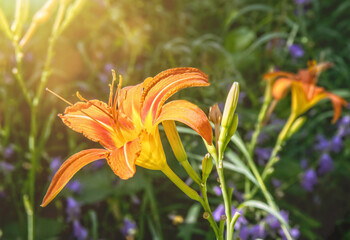 Close-up of orange daylily backlit by sun, daytime, nobody