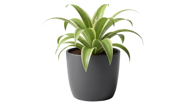 Spider plant in a gray pot isolated PNG with Transparent Background