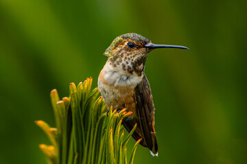 Allen's Hummingbird (Selasphorus sasin) Photo, Perched on a Sago Palm (Cycas revoluta) Frond