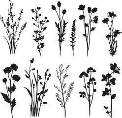 Black marigold flower silhouette