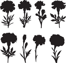 Black marigold flower silhouette